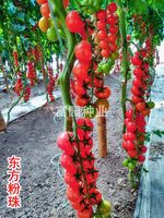 東方粉珠 ?——貝貝類型抗病毒粉果櫻桃番茄