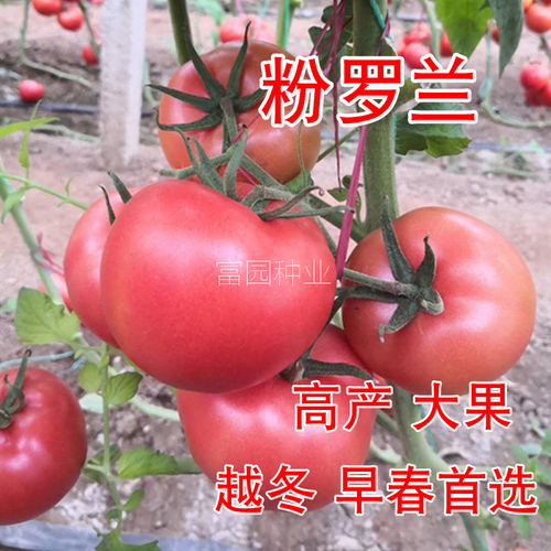粉羅蘭番茄種子