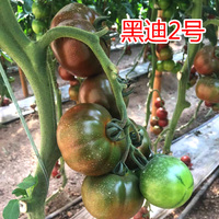 黑迪2號 番茄種子 黑色西紅柿種子