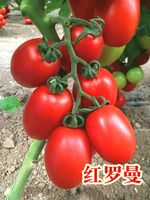 紅羅曼-卵型果番茄種子