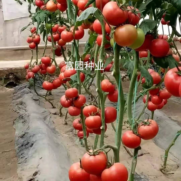 5565.jpg