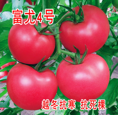 富尤4號 越冬早春抗寒番茄種子