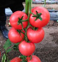 科瑞（不抗TY）番茄種子