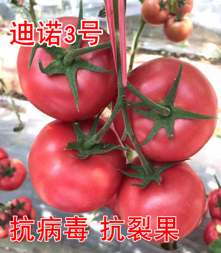 迪諾3號 抗高溫粉果番茄番茄種子