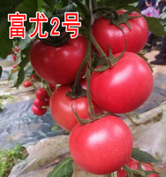 富尤2號番茄種子