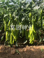 吉野長椒-進口尖椒品種