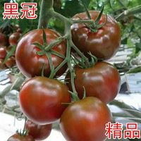黑冠-黑色精品番茄種子 圓形