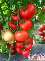 開門紅-紅果番茄種子