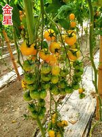 金星——（首選）黃色櫻桃番茄種子