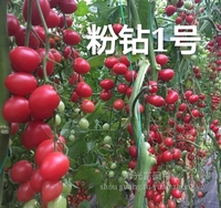 粉鉆1號-千禧類型櫻桃番茄種子 越夏秋延