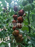 紫丁香-紫色櫻桃番茄種子