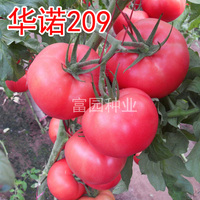 華諾209 抗死棵大果番茄種子