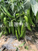 吉川長椒-進口綠皮尖椒品種
