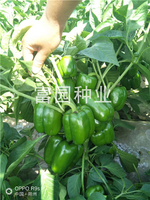 方興168-綠皮方椒