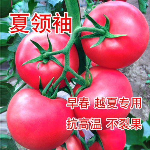 夏領袖越夏耐裂番茄種子