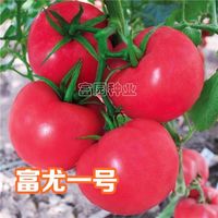 富尤1號【大果 精品】