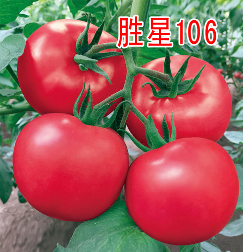 勝星106番茄