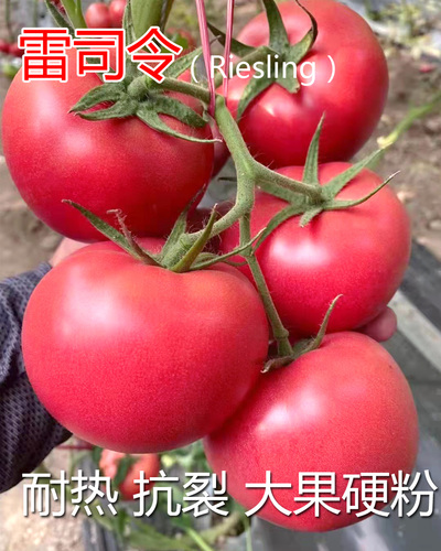 雷司令 耐熱大果硬粉番茄