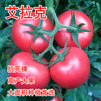艾拉克番茄種子 大果精品 抗死棵