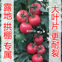 亞馬遜露天專屬番茄種子