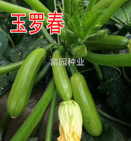 玉羅春-早春西葫蘆種子