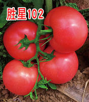 勝星102  番茄種子冬春高產