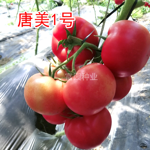 唐美1號  早春越夏專屬番茄種子
