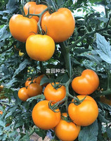 金拳1號-黃色大番茄種子抗病毒