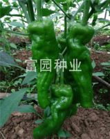 綠豐-10--薄皮泡椒高產